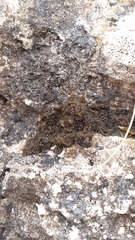 Lathagrium auriforme