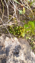 Fissidens dubius