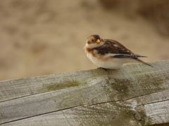 Plectrophenax nivalis
