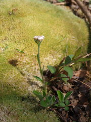 Antennaria plantaginifolia