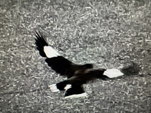 Acridotheres tristis observed 2025-10-23