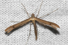 Stenoptilia lutescens