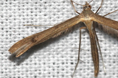 Stenoptilia lutescens