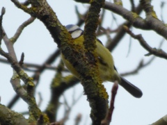 Cyanistes caeruleus