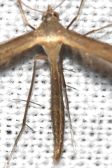 Stenoptilia lutescens