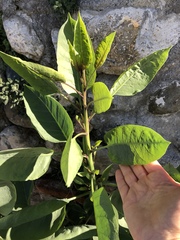 Nicotiana glauca