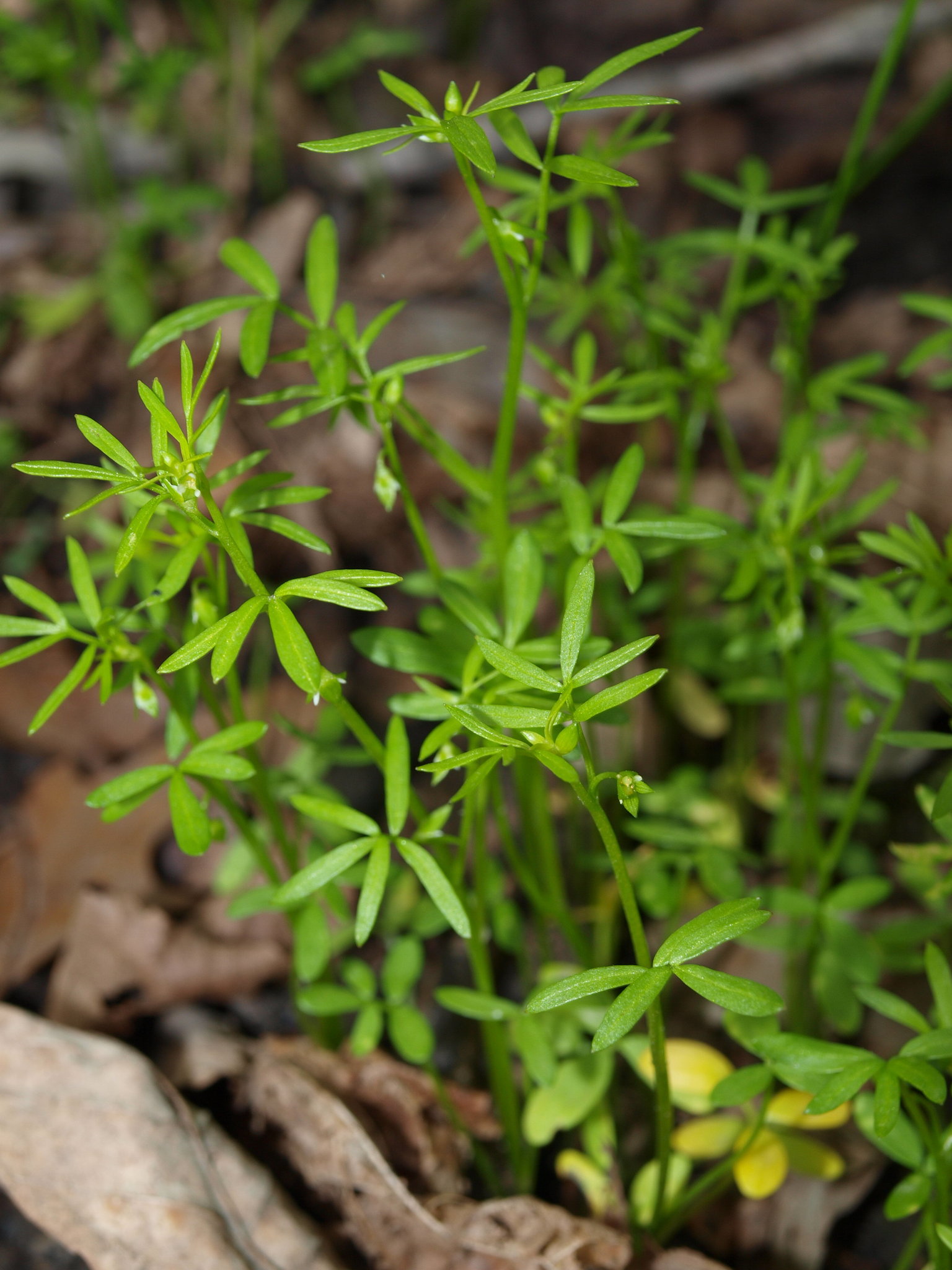 Floerkea proserpinacoides