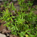 False Mermaidweed - Photo (c) Erin Faulkner, some rights reserved (CC BY-NC), uploaded by Erin Faulkner