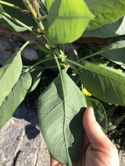 Nicotiana glauca