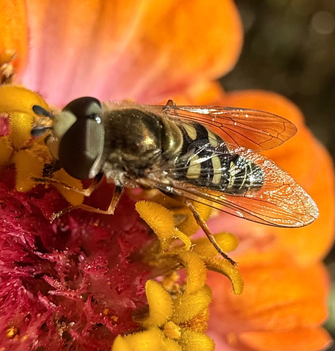 Unknown species found near Anderson Pl SE, Albuquerque, NM, US