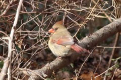 Cardinalis cardinalis cardinalis