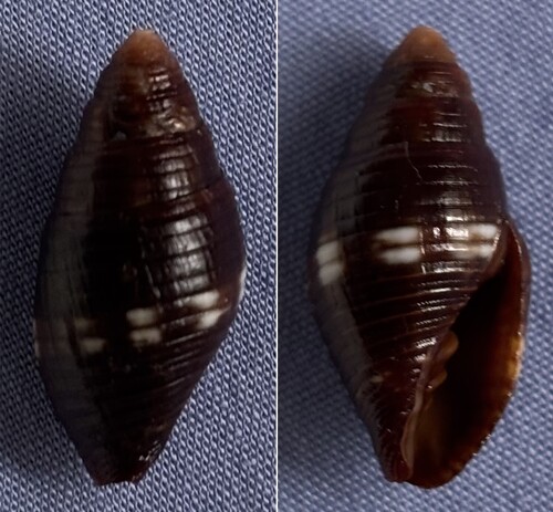 Pseudonebularia chrysalis observed 2022-08-22