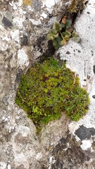 Syntrichia montana