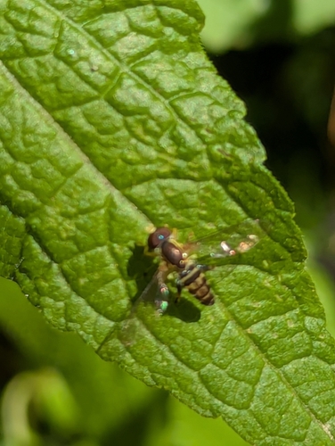 Unknown species found near Merry Hills, North Druid Hills, GA 30329, USA