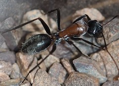 Camponotus ephippium
