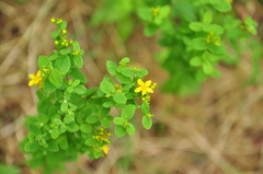 Hypericum maculatum