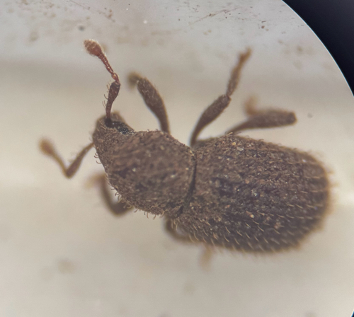 Weevil (Trachyphloeosoma advena) photo 5