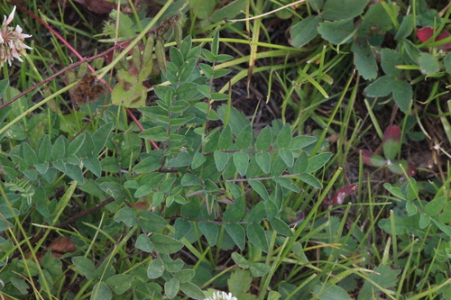 Robbins' Milkvetch (Astragalus robbinsii)