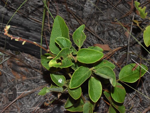 Velvetleaf Ticktrefoil (Desmodium viridiflorum)