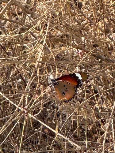 Plain Tiger Butterfly