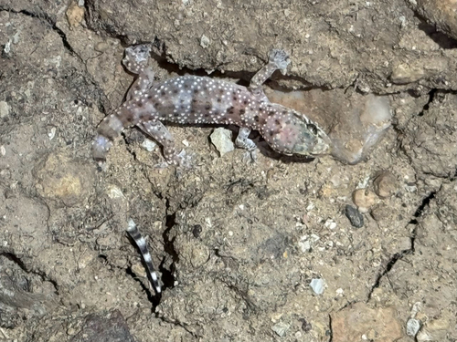 Mediterranean House Gecko