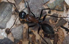 Camponotus ephippium