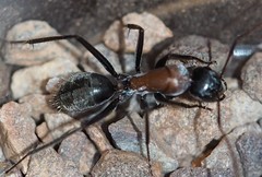 Camponotus ephippium