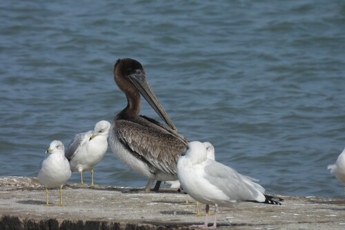 Brown Pelican photographed in Ohio