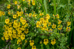 Tropaeolum brachyceras
