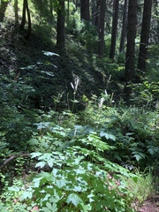Actaea elata alpestris