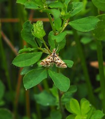 Diasemia grammalis