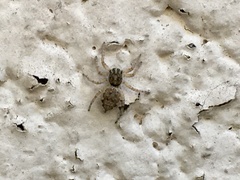 Menemerus semilimbatus