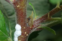 Enchenopa squamigera