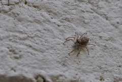 Menemerus semilimbatus