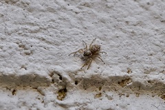 Menemerus semilimbatus