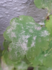 Erysiphe macleayae