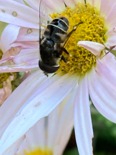 Unknown species found near Lyall St, Boston, MA, US