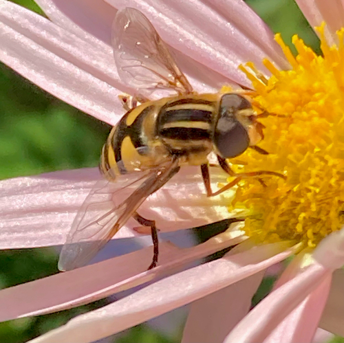 Unknown species found near Lyall St, Boston, MA, US