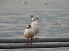 Chroicocephalus ridibundus