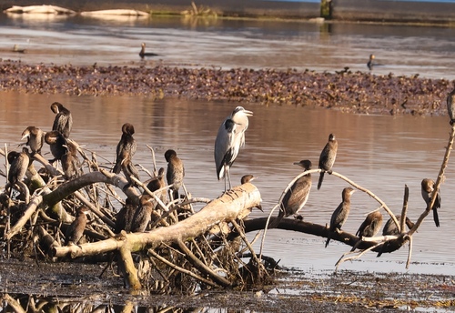 Grey Heron