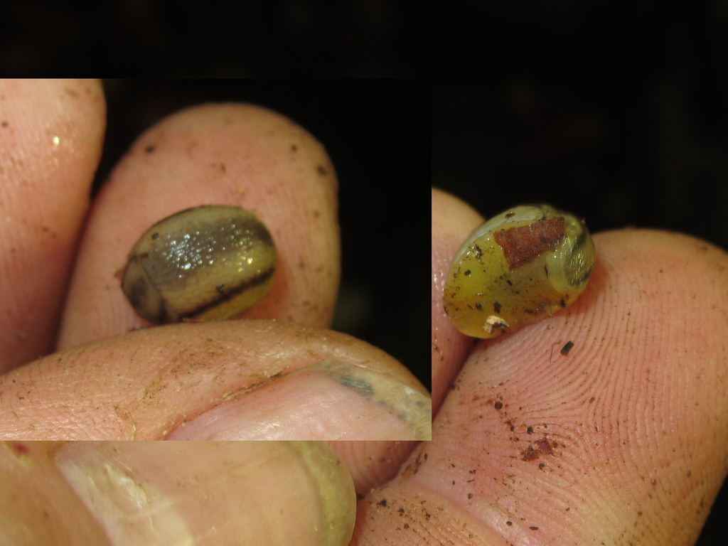 Arion obesoductus