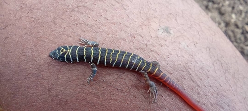 Eugongylus rufescens observed 2025-10-28