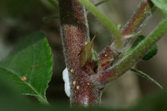 Enchenopa squamigera