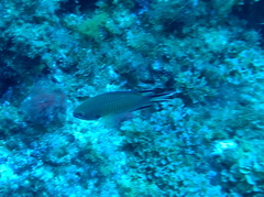 Chromis limbata