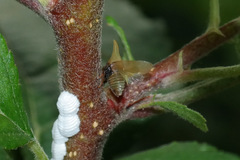 Enchenopa squamigera