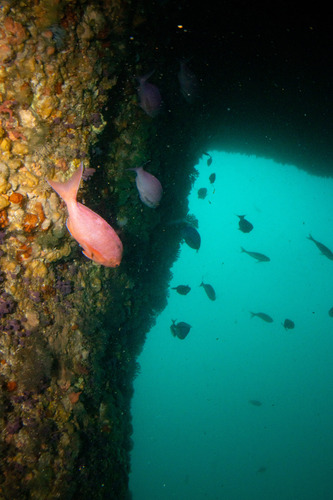 Caprodon longimanus observed 2025-10-25