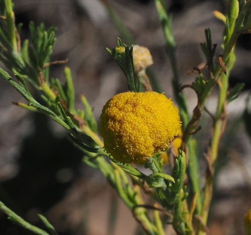Billybuttons (Calocephalus platycephalus)