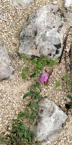 Antirrhinum linkianum