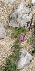 Antirrhinum linkianum