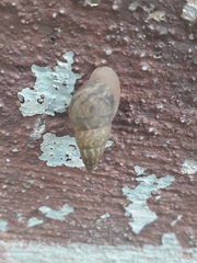Bulimulus